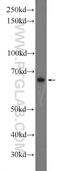 Tetratricopeptide repeat protein 26 antibody, 25083-1-AP, Proteintech Group, Western Blot image 