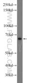 Tetratricopeptide Repeat Domain 26 antibody, 25083-1-AP, Proteintech Group, Western Blot image 