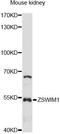 Zinc Finger SWIM-Type Containing 1 antibody, LS-C749928, Lifespan Biosciences, Western Blot image 