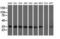 Cytochrome B5 Reductase 3 antibody, NBP2-02705, Novus Biologicals, Western Blot image 