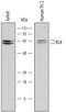 TXK Tyrosine Kinase antibody, MAB6520, R&D Systems, Western Blot image 