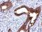 Plakophilin 1 antibody, NBP2-19857, Novus Biologicals, Immunohistochemistry frozen image 