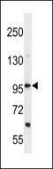 DEAH-Box Helicase 36 antibody, LS-C159458, Lifespan Biosciences, Western Blot image 