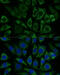 NADH:Ubiquinone Oxidoreductase Core Subunit S8 antibody, 14-757, ProSci, Immunofluorescence image 