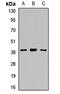 Sirtuin 6 antibody, orb412602, Biorbyt, Western Blot image 