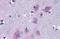 Tripartite Motif Containing 2 antibody, NB100-1218, Novus Biologicals, Immunohistochemistry frozen image 