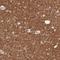 Tripartite Motif Containing 13 antibody, NBP1-85016, Novus Biologicals, Immunohistochemistry frozen image 