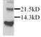 C-X-C Motif Chemokine Ligand 12 antibody, ab25117, Abcam, Western Blot image 
