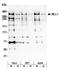 TRX1 antibody, A300-087A, Bethyl Labs, Western Blot image 