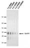 Apolipoprotein E antibody, MA5-18068, Invitrogen Antibodies, Western Blot image 