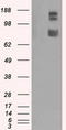 GRIP1 Associated Protein 1 antibody, LS-C114927, Lifespan Biosciences, Western Blot image 