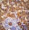 Nuclear Receptor Binding Protein 2 antibody, LS-C164508, Lifespan Biosciences, Immunohistochemistry frozen image 