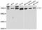 Phosphatidylinositol Glycan Anchor Biosynthesis Class T antibody, LS-C747301, Lifespan Biosciences, Western Blot image 