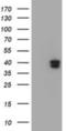 GTPase, IMAP Family Member 4 antibody, NBP2-03730, Novus Biologicals, Western Blot image 