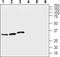 Potassium Voltage-Gated Channel Subfamily E Regulatory Subunit 1 antibody, PA5-77656, Invitrogen Antibodies, Western Blot image 