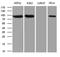 DNA Topoisomerase I antibody, M00434-1, Boster Biological Technology, Western Blot image 