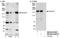 Gem Nuclear Organelle Associated Protein 5 antibody, NB100-61048, Novus Biologicals, Western Blot image 