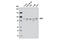 GIT ArfGAP 2 antibody, 6953S, Cell Signaling Technology, Western Blot image 