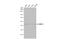 Nuclear Receptor Subfamily 2 Group F Member 6 antibody, GTX100255, GeneTex, Western Blot image 