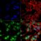 Beclin 2 antibody, PA5-77777, Invitrogen Antibodies, Immunofluorescence image 