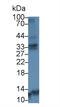 Cathepsin K antibody, MBS2002931, MyBioSource, Western Blot image 