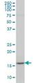 Lymphoid Enhancer Binding Factor 1 antibody, H00051176-M01, Novus Biologicals, Western Blot image 