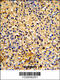 Lymphocyte Antigen 75 antibody, 63-736, ProSci, Immunohistochemistry paraffin image 