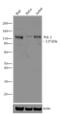 Protein Tyrosine Kinase 2 Beta antibody, 700183, Invitrogen Antibodies, Western Blot image 