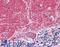 Septin 3 antibody, LS-B4922, Lifespan Biosciences, Immunohistochemistry frozen image 