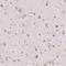 Protein C19orf84  antibody, NBP2-38114, Novus Biologicals, Immunohistochemistry paraffin image 