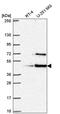 LUC7 Like antibody, PA5-66014, Invitrogen Antibodies, Western Blot image 