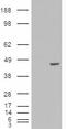 Poly(RC) Binding Protein 4 antibody, orb19596, Biorbyt, Western Blot image 