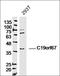 Chromosome 19 Open Reading Frame 67 antibody, orb182495, Biorbyt, Western Blot image 