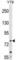 Mitochondrial Translational Initiation Factor 2 antibody, abx029179, Abbexa, Western Blot image 