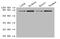 Aspartate Beta-Hydroxylase antibody, A54361-100, Epigentek, Western Blot image 