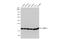 Cofilin 1 antibody, GTX102156, GeneTex, Western Blot image 