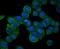 SUMO Specific Peptidase 1 antibody, A02156-4, Boster Biological Technology, Immunocytochemistry image 