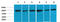 5 -AMP-activated protein kinase catalytic subunit alpha-2 antibody, STJ97379, St John