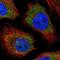 Ring Finger And CCCH-Type Domains 2 antibody, NBP2-13212, Novus Biologicals, Immunofluorescence image 