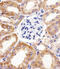 BCL10 Immune Signaling Adaptor antibody, M01616, Boster Biological Technology, Immunohistochemistry paraffin image 