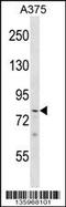 PHD Finger Protein 21A antibody, 58-531, ProSci, Western Blot image 