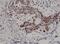 p27 antibody, NBP2-61571, Novus Biologicals, Immunohistochemistry paraffin image 