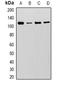 Minichromosome Maintenance Complex Component 6 antibody, orb378176, Biorbyt, Western Blot image 