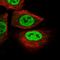 Sushi Domain Containing 1 antibody, HPA048554, Atlas Antibodies, Immunofluorescence image 