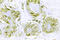 NFKB Inhibitor Alpha antibody, LS-C178012, Lifespan Biosciences, Immunohistochemistry frozen image 