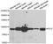 GLI Family Zinc Finger 2 antibody, abx006822, Abbexa, Western Blot image 