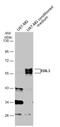 EDIL3 antibody, NBP2-16146, Novus Biologicals, Western Blot image 