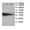 Toll Like Receptor Adaptor Molecule 1 antibody, orb137880, Biorbyt, Western Blot image 