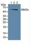 RAS P21 Protein Activator 1 antibody, MBS2026028, MyBioSource, Western Blot image 