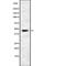 Trophoblast Glycoprotein antibody, PA5-67949, Invitrogen Antibodies, Western Blot image 